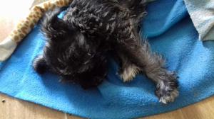 schnauzer Cachorro negrito hembra