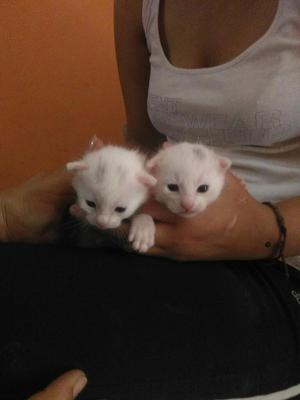 Adopcion de Gatitos, Recien Nacidos