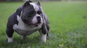 Adopto Rotwailer Dogo Argentino Pitbull