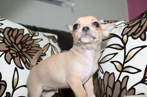 Adorables Chihuahuas ideal departamento