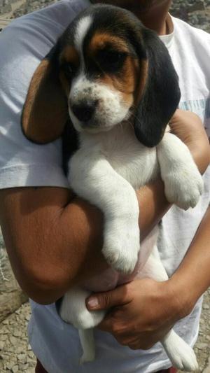 Beagles Tricolores de 10 Semanas