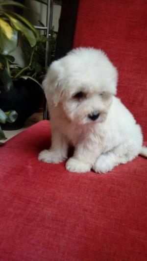 Bichon Frise