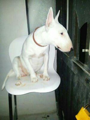 Bull Terrier