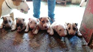 Bull Terrier (Camada Zeus Y Hera)