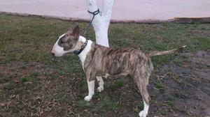 Bull Terrier Hembra