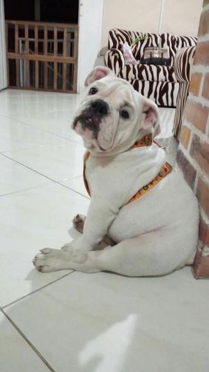 Bulldog Ingles