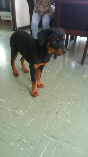 Cachorra Rottwailer de 04 Meses en Venta