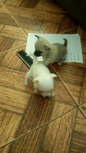 Cachorritos Chihuahua