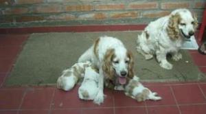 Cachorritos Cocker