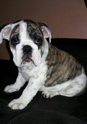 Cachorro Bulldog Inglés