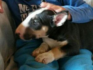 Cachorro Tricolor Bullterrier