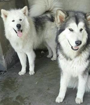 Cachorros Alaska Malamute