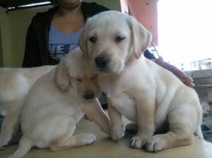 Cachorros Labrador