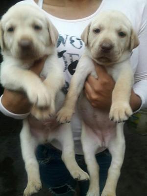 Cachorros Labrador