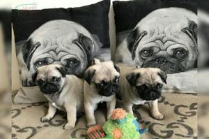 Cachorros Pug