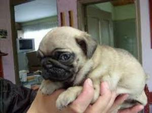 Cachorros Pug Carlino