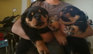 Cachorros Rotwiller