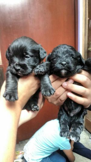 Cachorros de Raza Pequeña, Negros