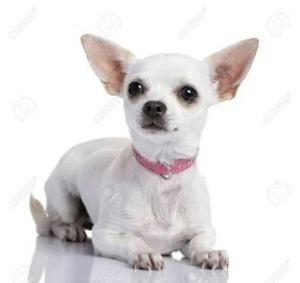 Chihuahua Blanco Raza Pura a 600 Soles