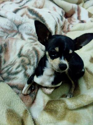 Chihuahua Busca Novia