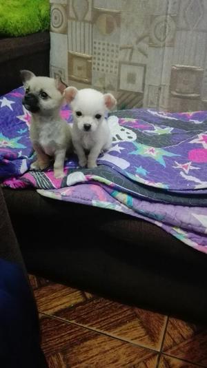 Chihuahuas Toy Hermosos