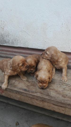 Cocker Spaniel