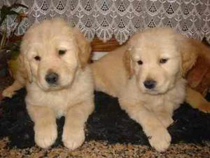 Golden Retriever Hermosos Inteligentes