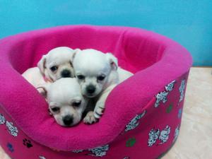 Hermosos Cachorritos Chihuahua Toy