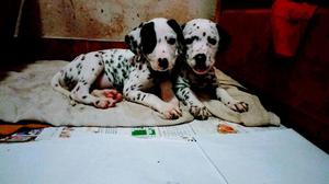 Hermosos Cachorros Dalmatas