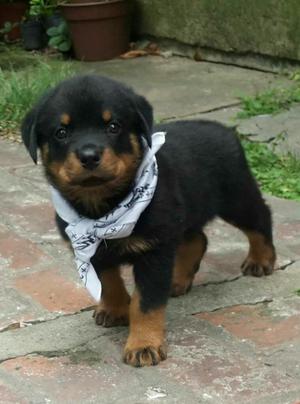 Hermosos Cachorros Rottwiler