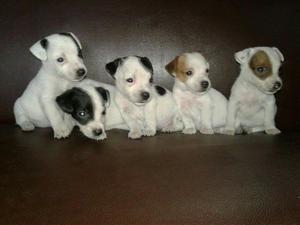 Jack Russell Enanitos