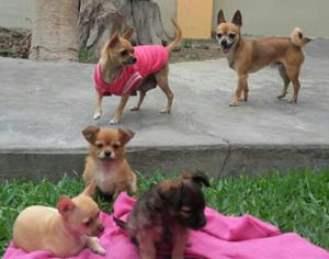 Lindos Chihuahuas