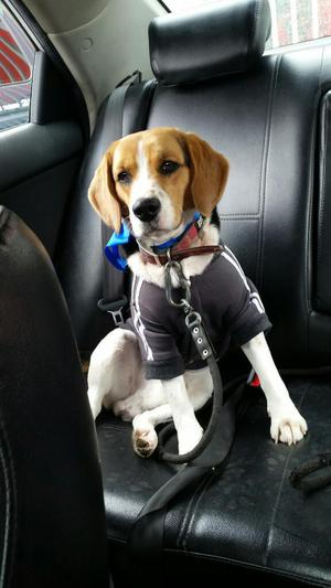 Macho Beagle para Monta