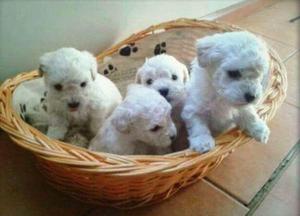 POODLE TOY CACHORRITOS