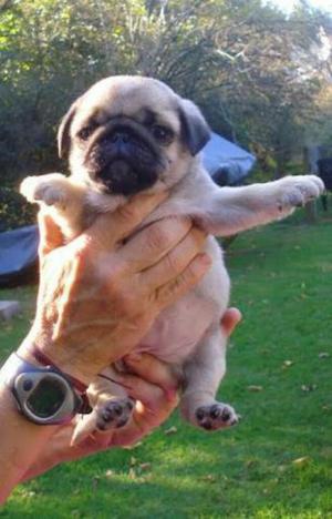 Pug Carlino