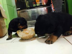 Rottweiler