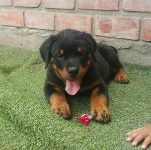 Rottweiler