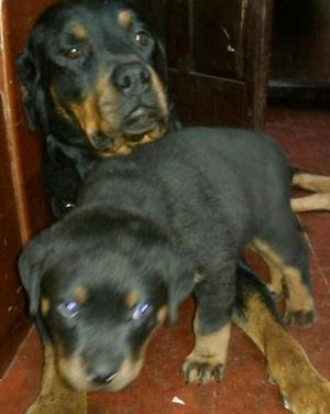 Rottweiler Machito