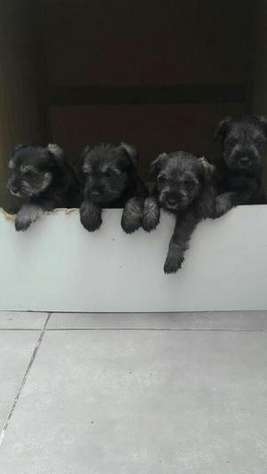 Schnauzer Cachorros