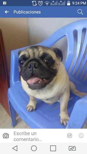 Se Vende Cachorro Raza Pug