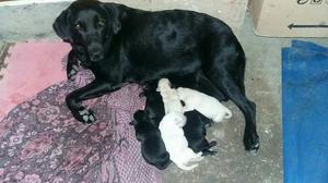 Se Vende Cachorros Labradores Puros