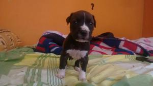 Se Venden Cachorros American Pitbull