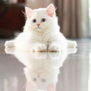 Se Vendo Mi Unico Gatito Angora Blanco