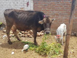 Vaca Y Cria Hembra en Venta