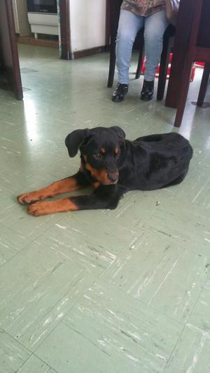 Vendo Cachorra Rottweiler de 04 Meses