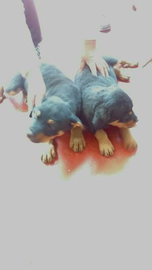 Vendo Cachorros Rottweiler