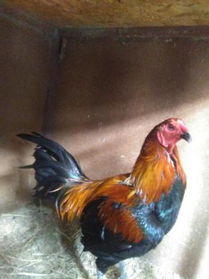 Vendo Gallo