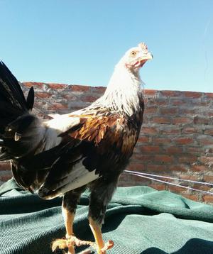 Vendo Gallo