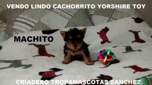 Vendo LIndo Cachorrito Yorshire Toy Pelo Al Piso /// MACHITO
