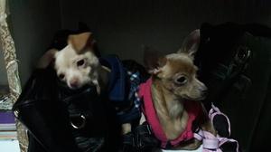 Vendo Perritos Chihuahua